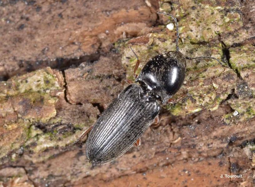 FAUNA - Cardiophorus rufipes - Fiche espèce