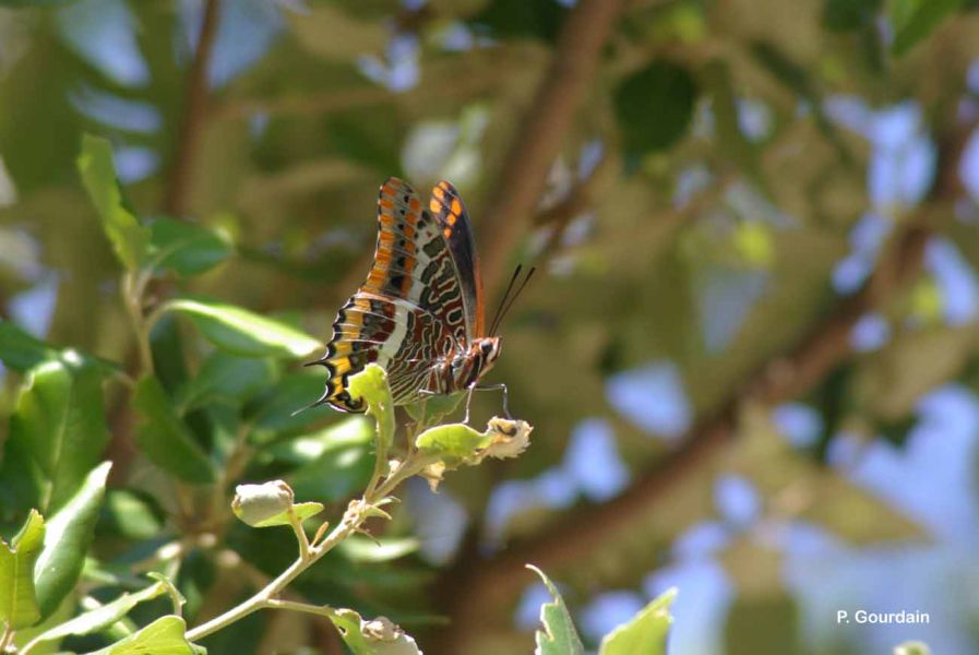 Charaxes jasius